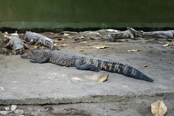 Lying down crocodile 