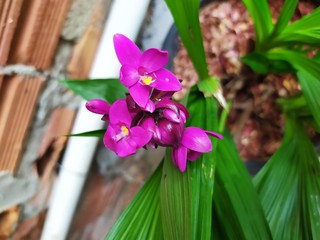 flowers in the garden
