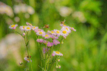 ハルジオンとハナアブ