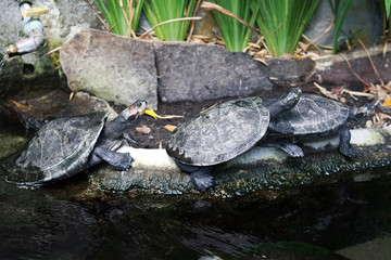 Three pond turtles "Actinemys marmorata" play together beside the pond
