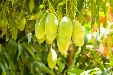 growing mangoes on the tree