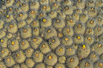 Natural pattern textures at Atacama Desert Copiapoa Carrizalensis Cactus natural textured pattern at Llanos de Challe National Park, an endemic specie that just grows at the amazing National Park