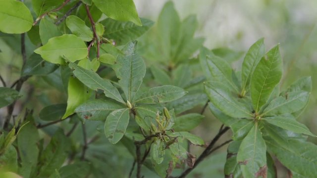 Green leaves on a tree branch swaying from the wind in a forest on the edge of a cliff in summer.