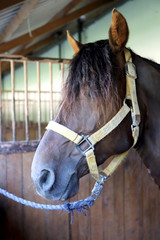 Beautiful young curious horse standing in the stable.