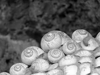 Schneckenhaus Kunst - Snail shell art