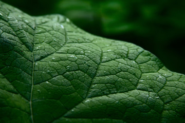 Closeup of a big green leaf with summer rain drops