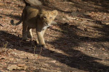 Asiatic Lion Cub in India