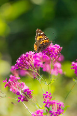 ムシトリナデシコとアカタテハ