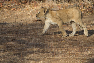 Asiatic Lion Cub in India