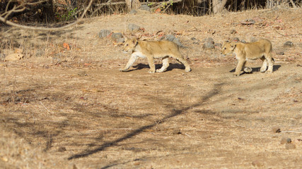 Asiatic Lion Cub in India