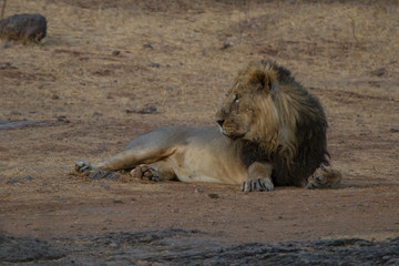 Majestic Asiatic Lion 