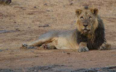 Majestic Asiatic Lion 
