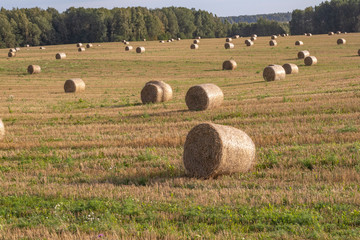 Fototapeta premium hay collection. they are lying on the field. scenery.