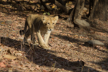 Asiatic Lion Cub in India