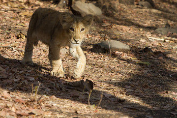 Asiatic Lion Cub in India
