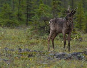 Caribou Female and calf in the Yukon