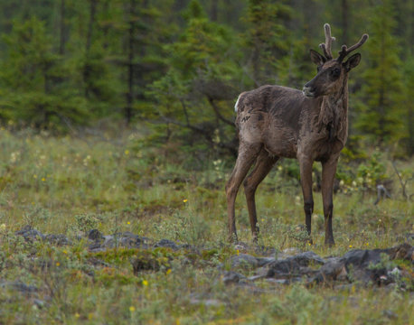 Caribou Female And Calf In The Yukon