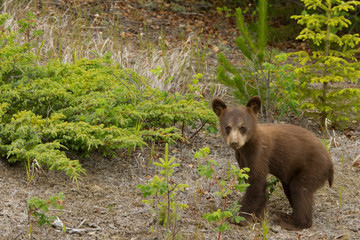 Cinnamon black bear cub in Alaska
