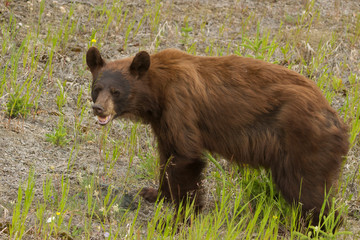 Cinnamon Black Bear in alaska 