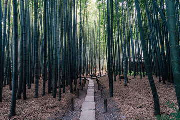 鎌倉 報国寺の竹林 / bamboo garden