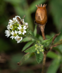 Hoary Alyssum Plant