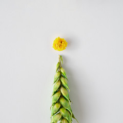 Christmas tree made with wheat grass and yellow flower. Minimal winter nature concept. Flat lay.