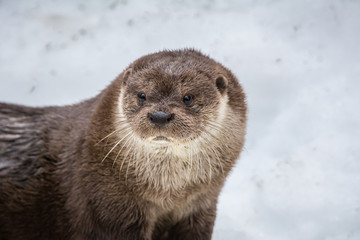 Fischotter im Schnee