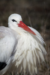 Storch Portrait