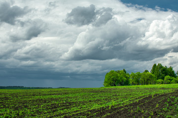 Obraz premium green field, trees and sky before a thunderstorm