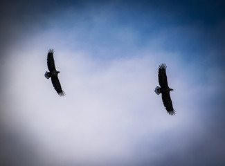Eagles In Nuuk Greenland