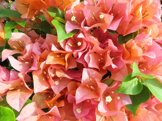 Pink flower name bougainvillea 