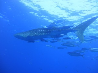 Fototapeta premium great white shark under sea