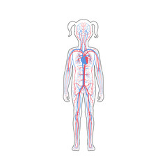 circulatory system anatomy