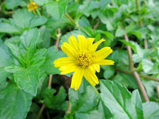 yellow flower in the garden