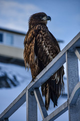 Eagle In Greenland