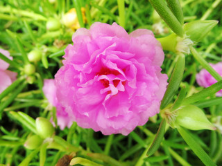 pink flower in the garden