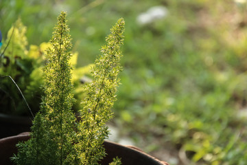 Green leaves and evening light
