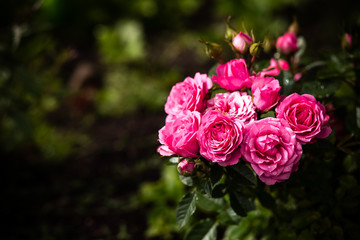 beautiful shrub roses in the garden.Pink pale roses bush over summer garden or park nature background. Roses garden, outdoor with sunshine and bokeh.Blossoming pink rose.