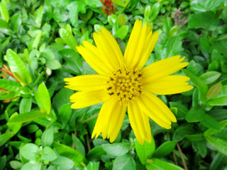 yellow flowers in the garden