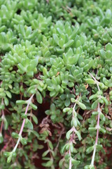 young plant in the garden