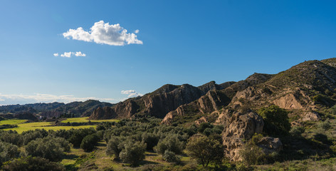 Fototapeta na wymiar Paisaje mediterráneo de olivos con montañas de fondo