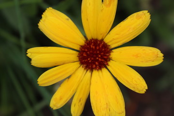 yellow flower with drops of water