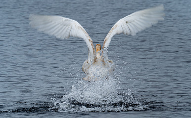 Trumpeter Swan in flight