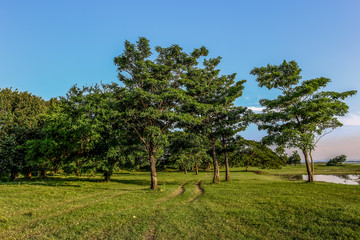Country - Geographic Area, Thailand, Public Park, Tree, Formal Garden
