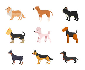 Different dog breeds flat vector illustrations set