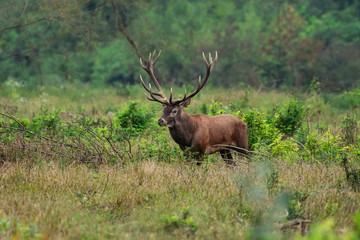 Naklejka na ściany i meble Adult red deer stag in Autumn Fall forest