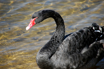 Fototapeta premium black swan