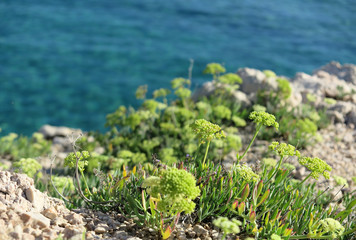 Meerfenchel - Crithimum maritimum - sea fennel