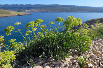 Meerfenchel - Crithimum maritimum - sea fennel