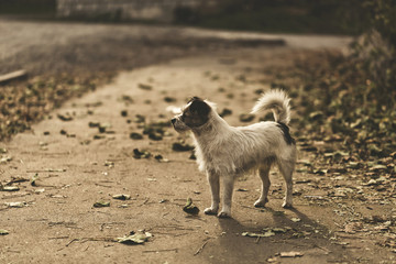 Stray wire-haired dog in a city park with dry autumn leaves in warm sunlight